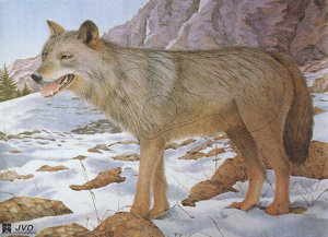 Tierbild Wolf, 100 x 85 cm