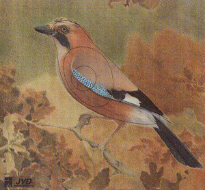 Tierbild Eichelhäher, 30 x 30 cm