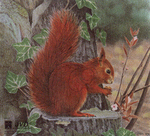 Tierbild Eichhörnchen, 25 x 26 cm