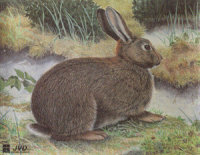Tierbild Kaninchen, 40 x 33 cm